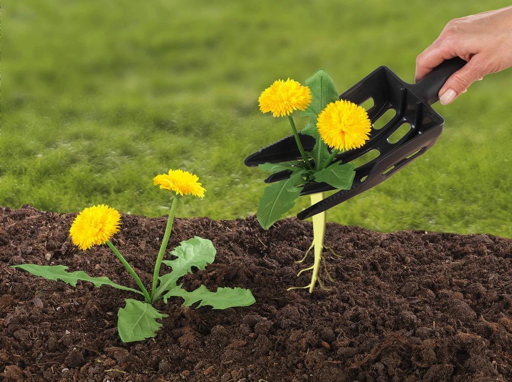 WENKO Gartenspatel, Unkrautstecher 4 WENKO Gartenspatel, Unkrautstecher – Bild 2