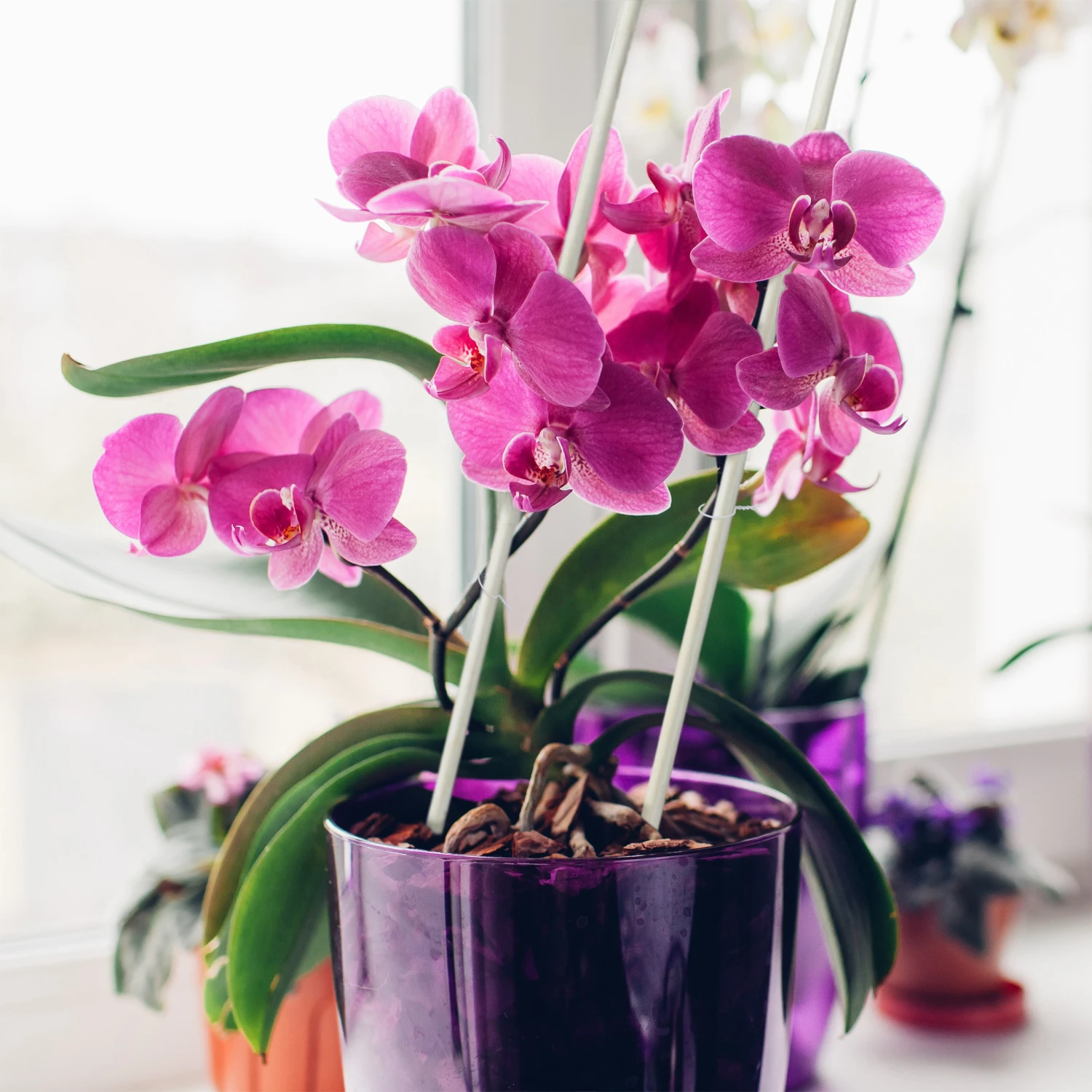 Relaxdays 50 x Pflanzenstab 60 cm 6 Relaxdays 50 x Pflanzenstab 60 cm – Bild 4