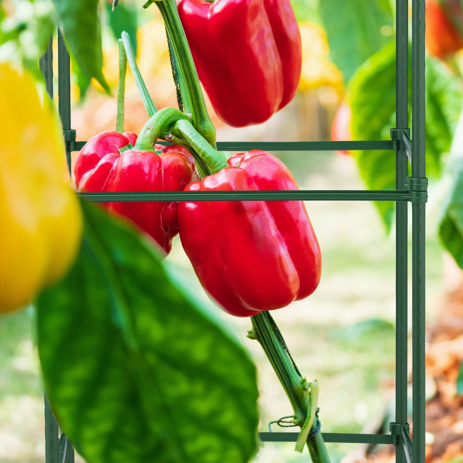 Relaxdays Rankhilfe 4er Set 90 cm 7 Relaxdays Rankhilfe 4er Set 90 cm – Bild 5