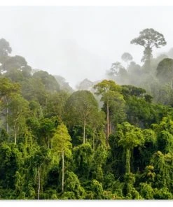 MuchoWow Outdoor-Poster 90x60 Dschungel - Baum