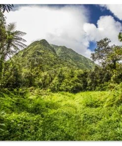 MuchoWow Outdoor-Poster 90x60 Dschungel -