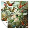 MuchoWow Outdoor-Poster 50x50 Trochilidae -