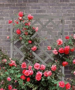 Relaxdays Rankkasten mit Rankgitter grau - 36 x 90 x 36 cm -Gartenaccessoires Verkäufe 2022 5be237d3e6e146b684f835e74025fc98