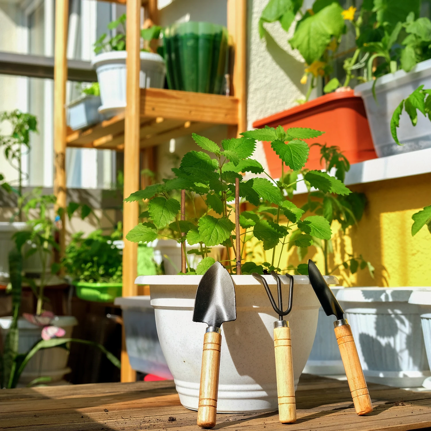 Relaxdays Pflanzstäbe 20 cm im 50er Set 6 Relaxdays Pflanzstäbe 20 cm im 50er Set – Bild 4