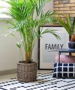 Relaxdays Pflanzenstütze 4er Set 13 Relaxdays Pflanzenstütze 4er Set -Gartenaccessoires Verkäufe 2022 6ce3eacafedc414892d3658c2886cbaf