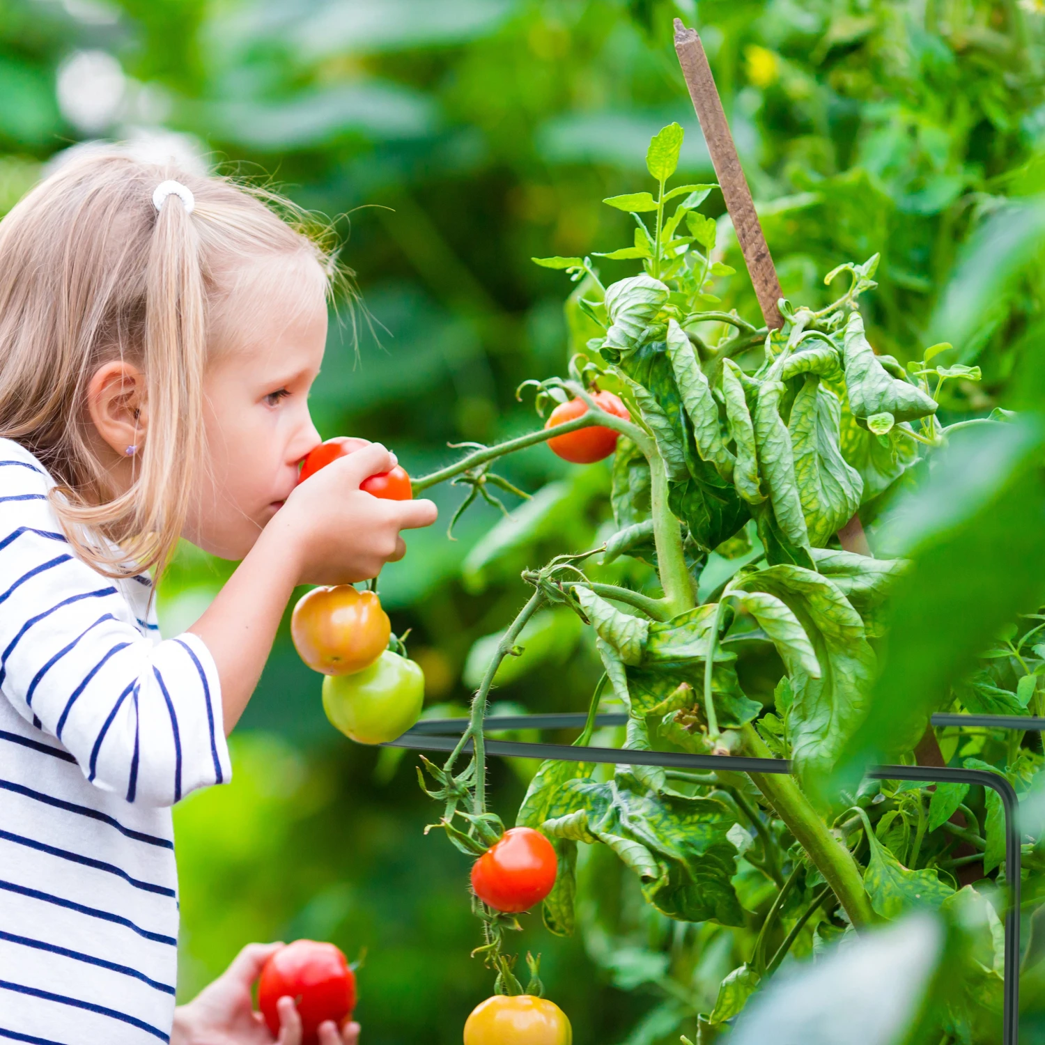 Relaxdays Rankhilfe 12er Set 5 Relaxdays Rankhilfe 12er Set – Bild 3