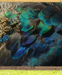 MuchoWow Outdoor-Poster 200x200 Federn - Pfau -Gartenaccessoires Verkäufe 2022 6f6f8570027249508e62b27356b00ec8
