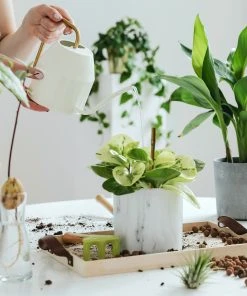 Relaxdays Pflanzstäbe 20 cm im 50er Set 12 Relaxdays Pflanzstäbe 20 cm im 50er Set -Gartenaccessoires Verkäufe 2022 714a83fd783d4f05a503d6d18d28af4b