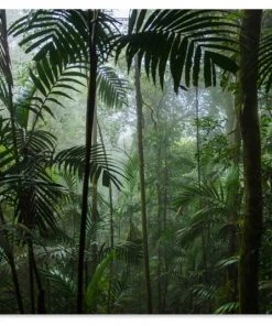 MuchoWow Outdoor-Poster 90x60 Regenwald -