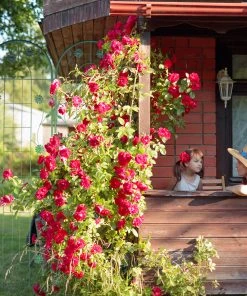 Relaxdays Rankgitter im 2er Set 200 cm 13 Relaxdays Rankgitter im 2er Set 200 cm -Gartenaccessoires Verkäufe 2022 752b4df817ef4675ac4afa27ca29d516