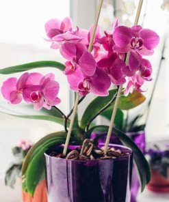 Relaxdays 50er Set Pflanzstäbe 60 cm -Gartenaccessoires Verkäufe 2022 873737f717c64e0386a0379b2988b42c