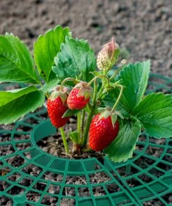 Relaxdays Erdbeerreifer 6er Set -Gartenaccessoires Verkäufe 2022 91ad442415de4dafb15b6d94838484d4
