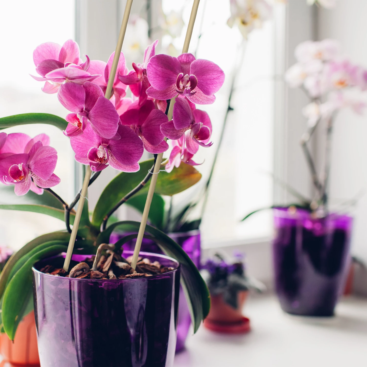 Relaxdays 50er Set Pflanzstäbe 90 cm 6 Relaxdays 50er Set Pflanzstäbe 90 cm – Bild 4