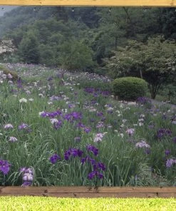 MuchoWow Outdoor-Poster 200x200 Blumen der -Gartenaccessoires Verkäufe 2022 b3cca93cae3a4676bfe589ff507c05fa