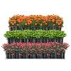 En.casa Pflanzbeet Renswoude -Gartenaccessoires Verkäufe 2022 b885f4eaf8c349f09f79bfba12e34c71