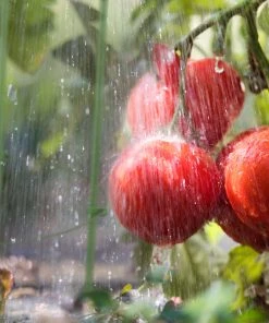 Relaxdays Grüne Rankhilfe im 6er Set 76 cm -Gartenaccessoires Verkäufe 2022 c7a24292ba484b63870962fcdc2262e6