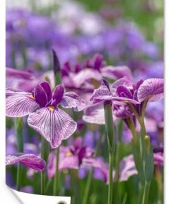 MuchoWow Outdoor-Poster 100x200 Japanische