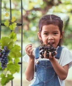 Relaxdays Rankhilfe 200 cm 2er Set 12 Relaxdays Rankhilfe 200 cm 2er Set -Gartenaccessoires Verkäufe 2022 d1f0b02c230a4e2bb7070a8efd93bece 1